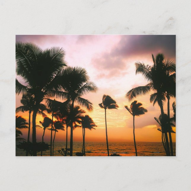 Carte Postale Palmiers Hawaiian Exotic Beach (Devant)