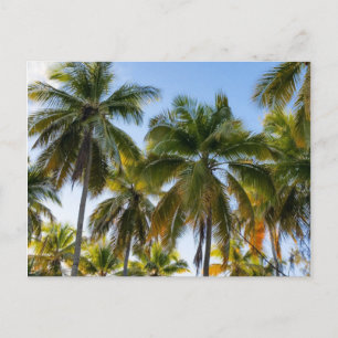 Carte Postale Palmiers Hawaiian Exotic Beach