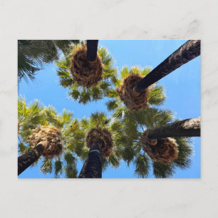 Carte Postale Palmiers indigènes cultivés naturellement