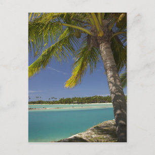 Carte Postale Palmiers & lagon, Musket Cove Island Resort