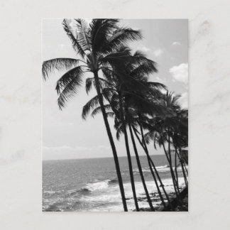 Carte Postale Palmiers noirs et blancs