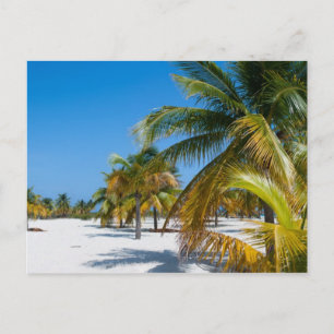 Carte Postale Palmiers sur la plage océane