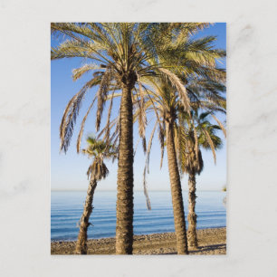 Carte Postale Palmiers sur une plage à Marbella