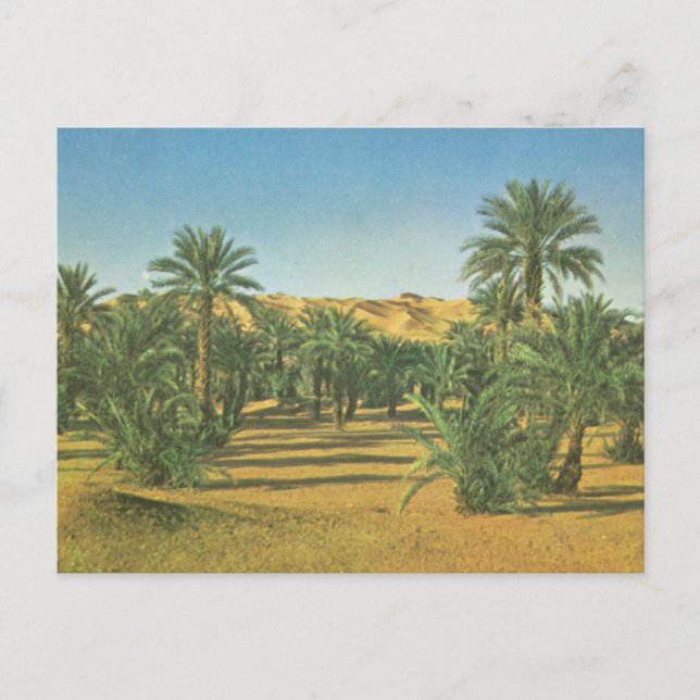 Carte Postale Palmiers, Wadi el Adjal, Libye (Devant)