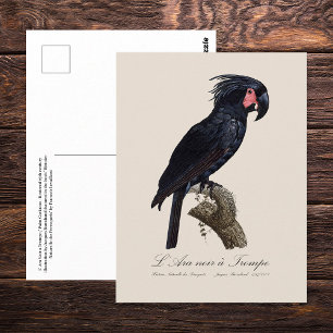 Carte Postale Palmisano à tête noire, perroquet Probosciger ater