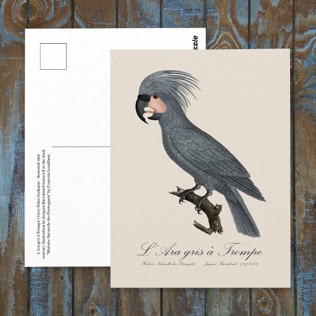 Carte Postale Palmiste noir, Probosciger aterrimus (Great Black Palm Cockatoo, Probosciger aterrimus. Postcard)