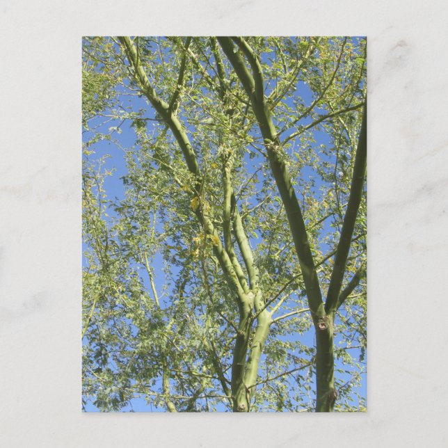 Carte Postale Palo Verde (Devant)