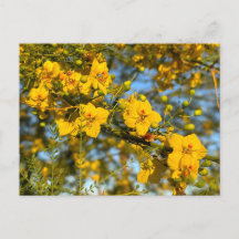 Palo Verde fleurit au printemps