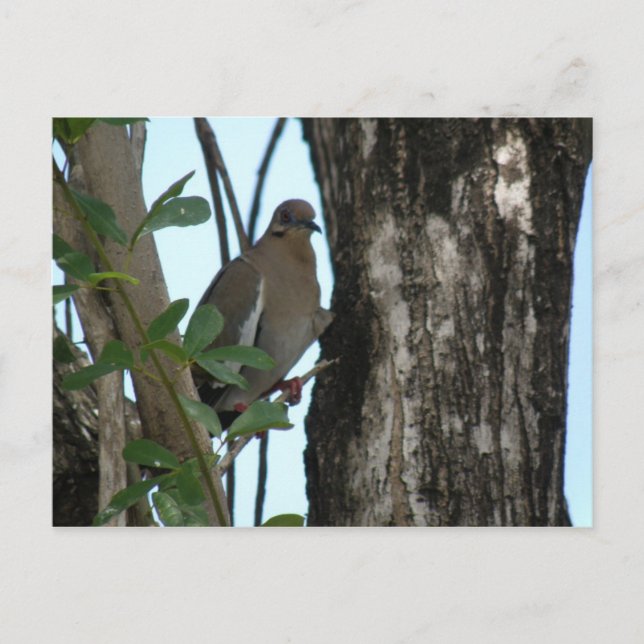 Carte Postale Paloma Tortola (Devant)