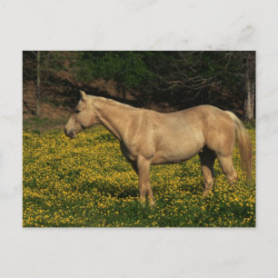 Carte Postale Palomino en Fleurs Jaunes