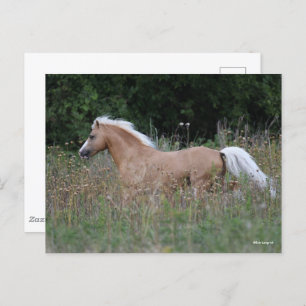 Carte Postale Palomino Gallois Pony Courant En Longue Herbe