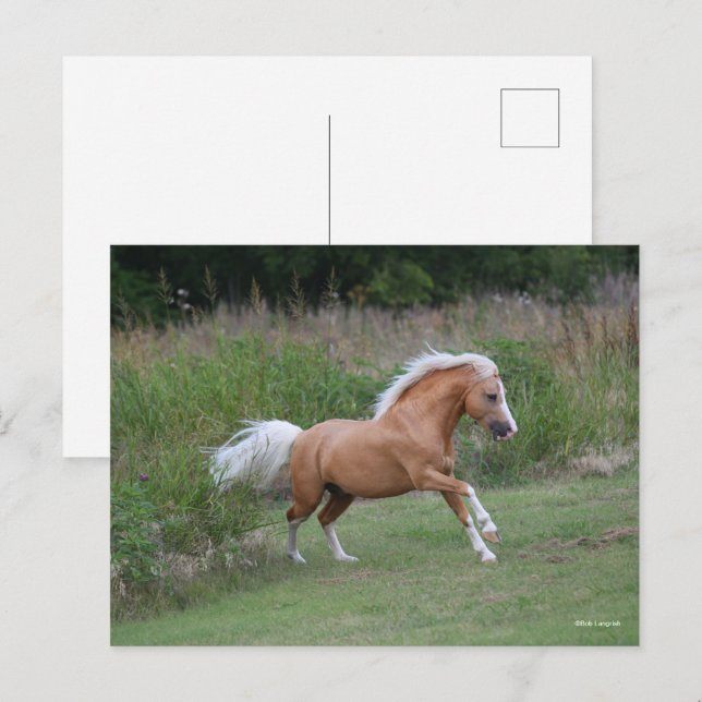 Carte Postale Palomino Gallois Pony Stallion Courant (Devant / Derrière)