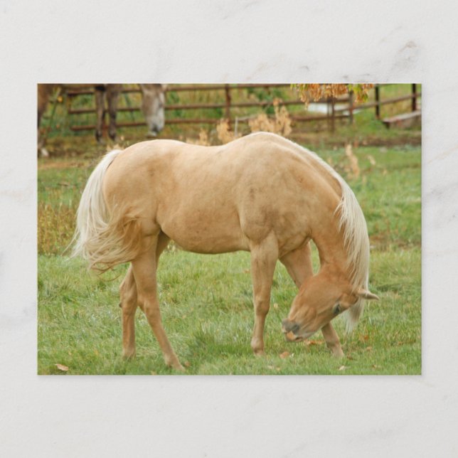 Carte Postale Palomino Horse (Devant)