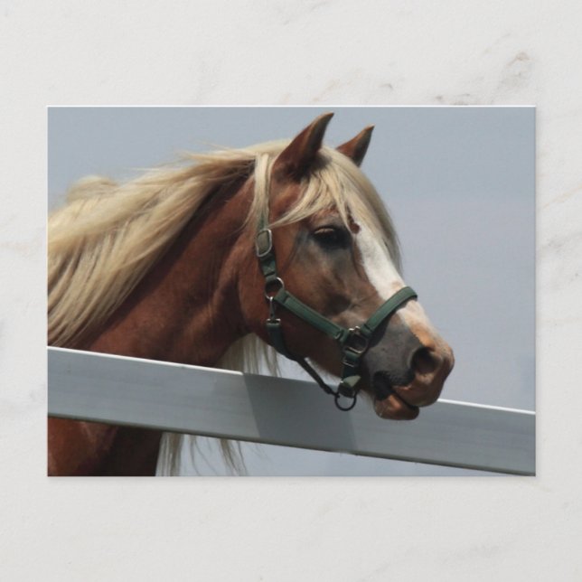 Carte Postale Palomino Horse (Devant)