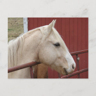Carte Postale Palomino Horse Rouge Grange Rouge Porte Rouge