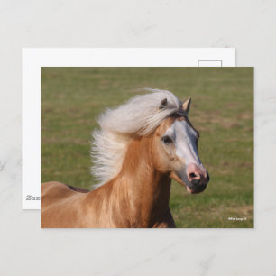 Carte Postale Palomino Welsh Pony Headhot Mane Flow