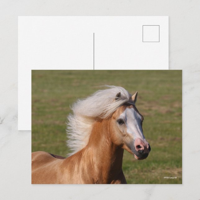 Carte Postale Palomino Welsh Pony Headhot Mane Flow (Devant / Derrière)