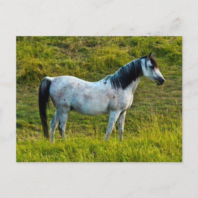 Carte Postale Palouse horse, Colfax, Palouse Area, Washington (Devant)