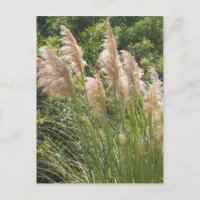 Pampas