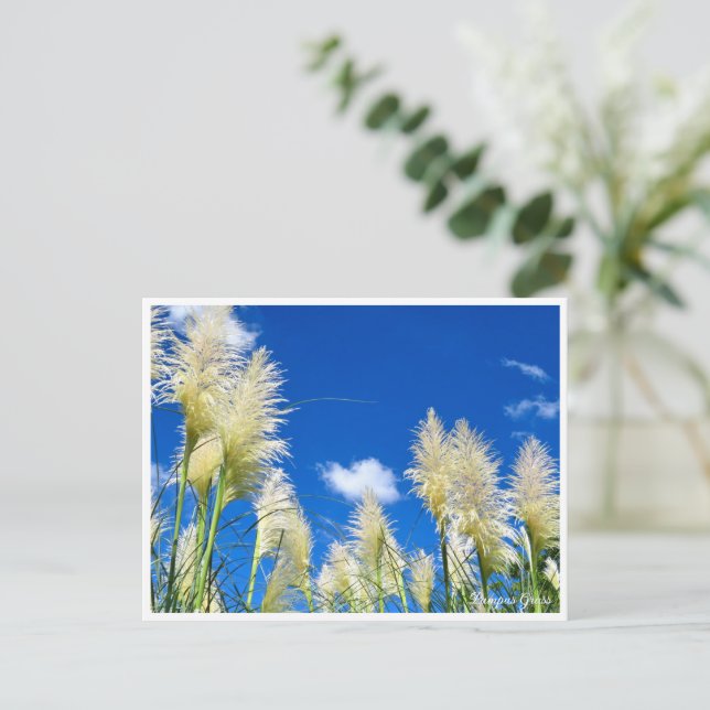 Carte Postale Pampas Grass (Debout devant)