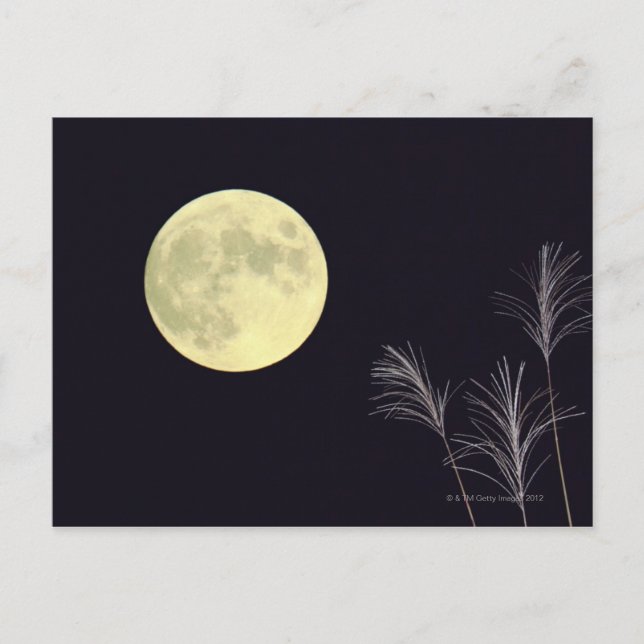 Carte Postale Pampas japonais Grass 2 (Devant)