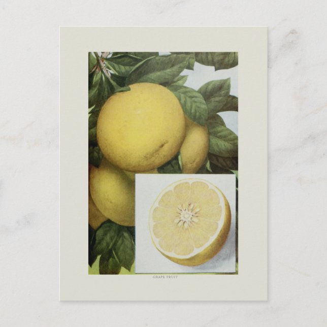 Carte Postale Pamplemousse (Devant)