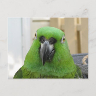 Carte postale Panama Amazon Green Parrot