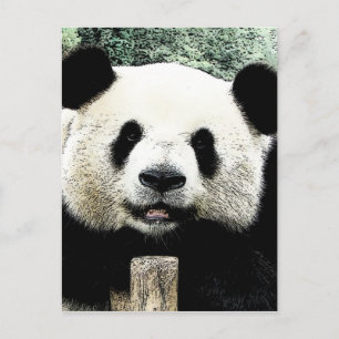 Carte Postale Panda
