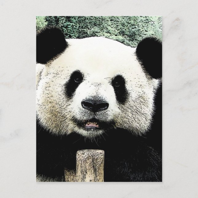 Carte Postale Panda (Devant)