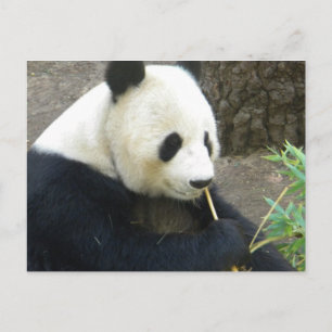 Carte Postale Panda