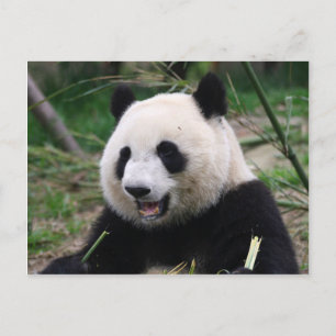Carte Postale panda