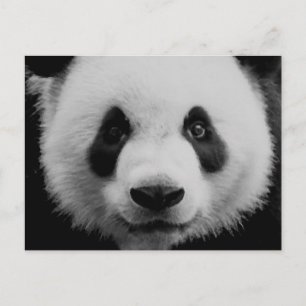 Carte Postale Panda