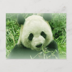Carte Postale Panda