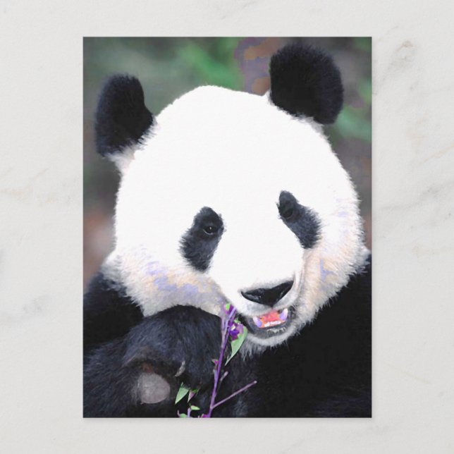 Carte Postale Panda (Devant)