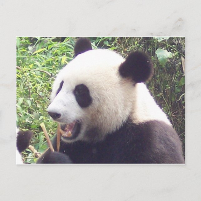 Carte Postale Panda (Devant)