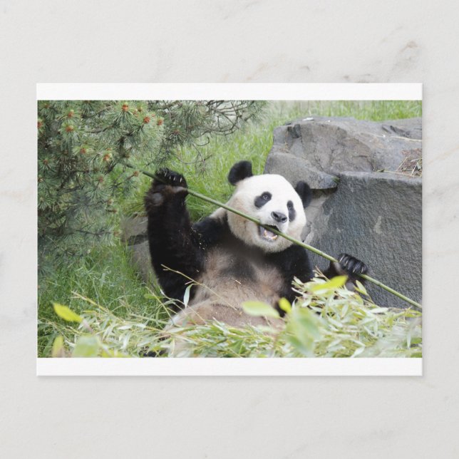 Carte Postale Panda (Devant)