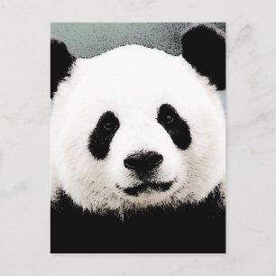 Carte Postale Panda