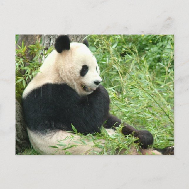 Carte postale Panda (Devant)