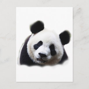 Carte Postale Panda