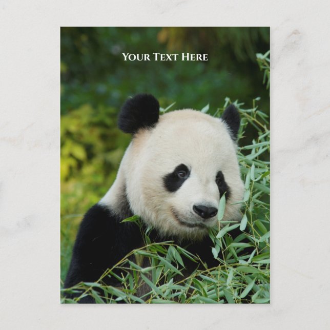 Carte Postale Panda (Devant)