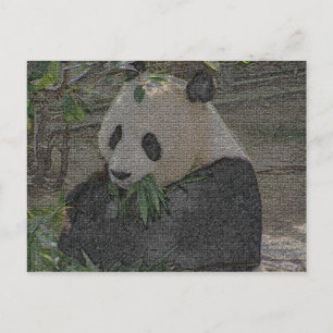 CARTE POSTALE PANDA