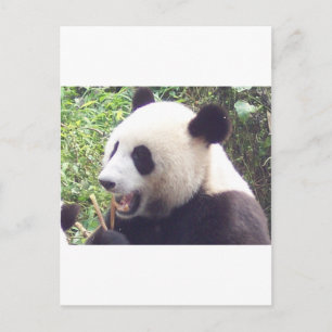 Carte Postale Panda