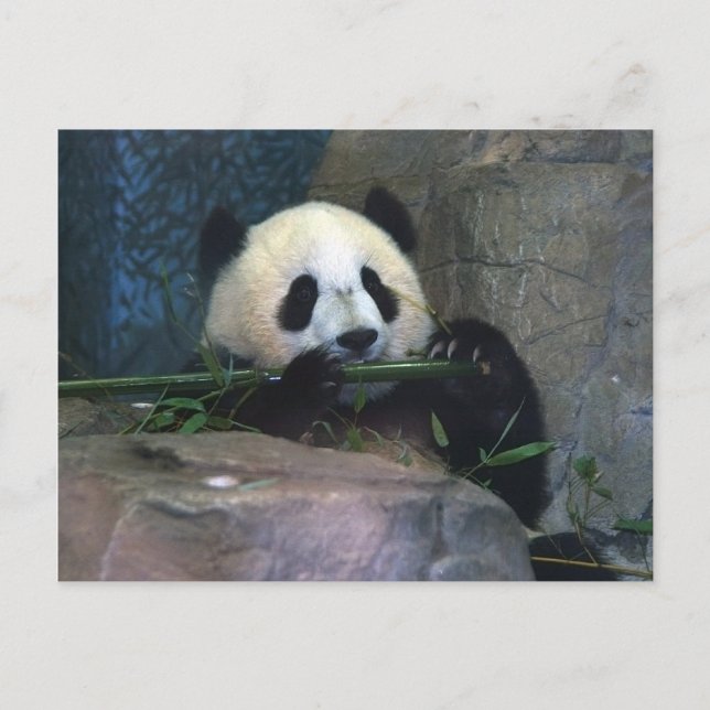 Carte postale Panda (Devant)