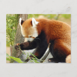 Carte Postale panda-029