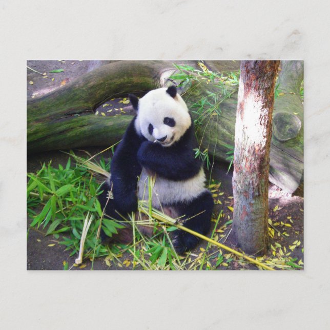 Carte Postale Panda au zoo de San Diego (Devant)