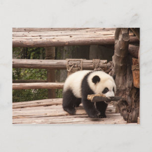 Carte postale Panda Bear