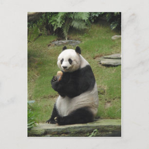 Carte Postale Panda Bear mange du bambou