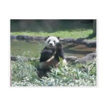Carte postale Panda Bear Memphis Zoo