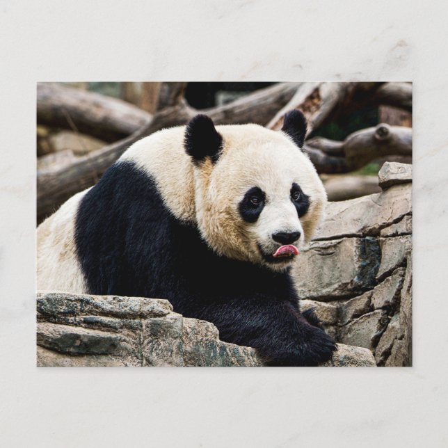 Carte Postale Panda Bear sur les rochers (Devant)