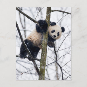 Carte Postale Panda bébé dans l'arbre